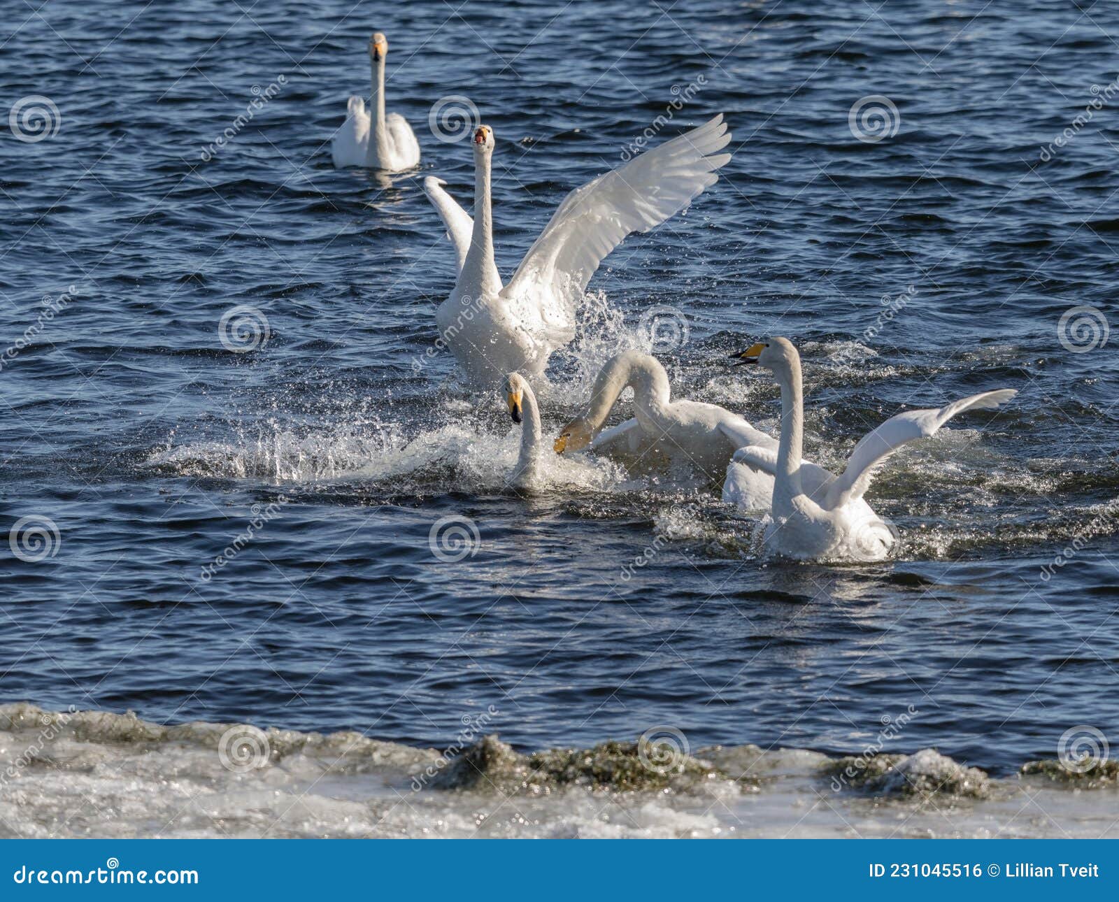 whooper swans, cygnus cygnus, fighting in the hananger water at lista, norway