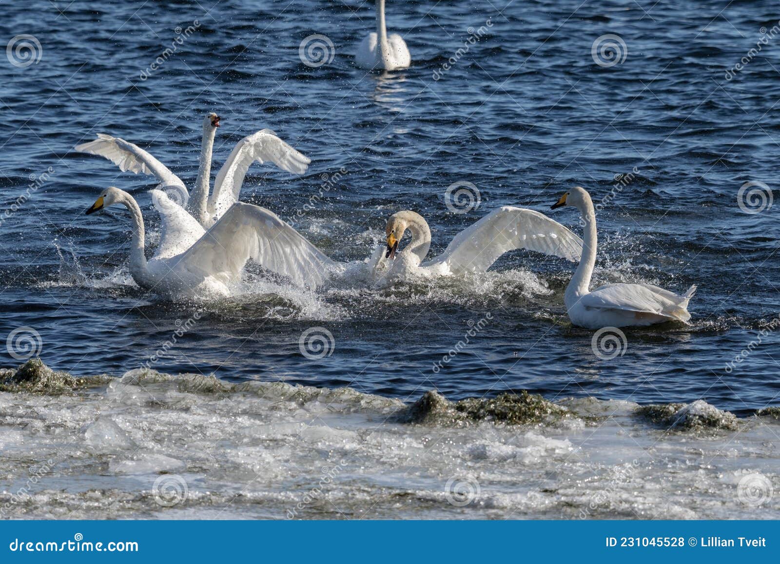 whooper swans, cygnus cygnus, fighting in the hananger water at lista, norway