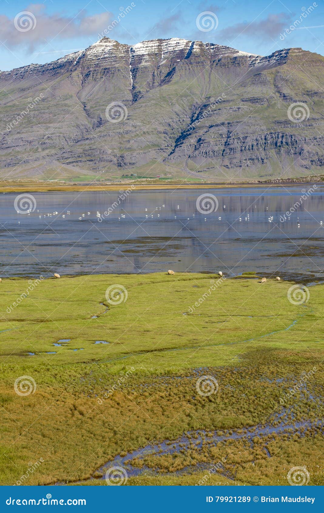 whooper swans and sheep in an icelandic fjord, berufjordur