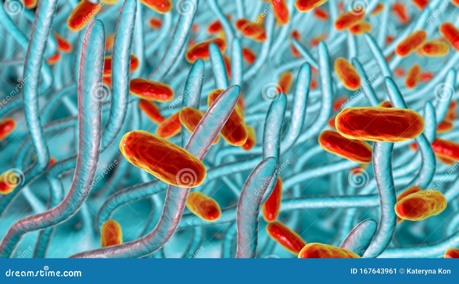 Whooping Cough Bacteria Bordetella Pertussis in Human Airways Stock