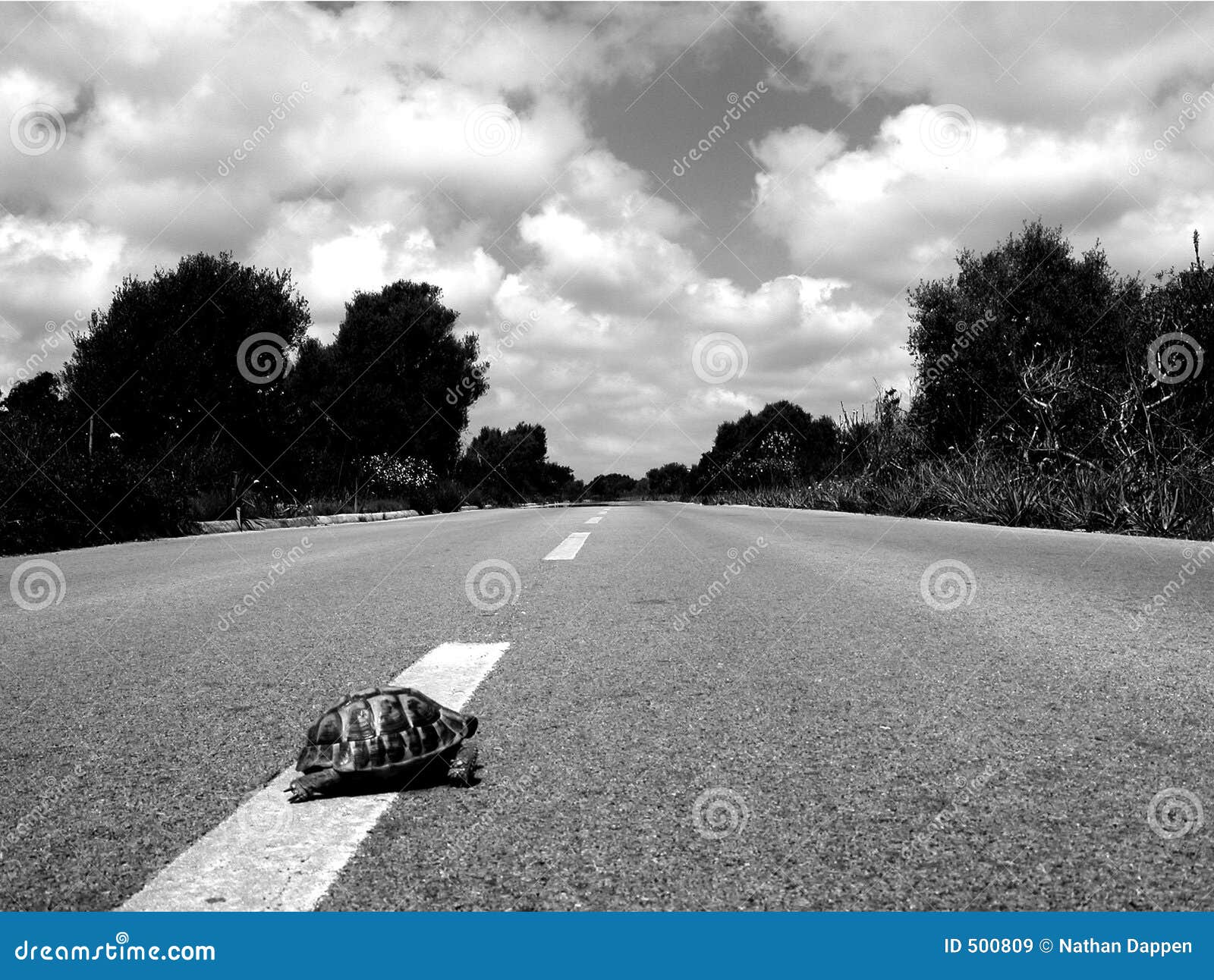 why did the turtle cross the road