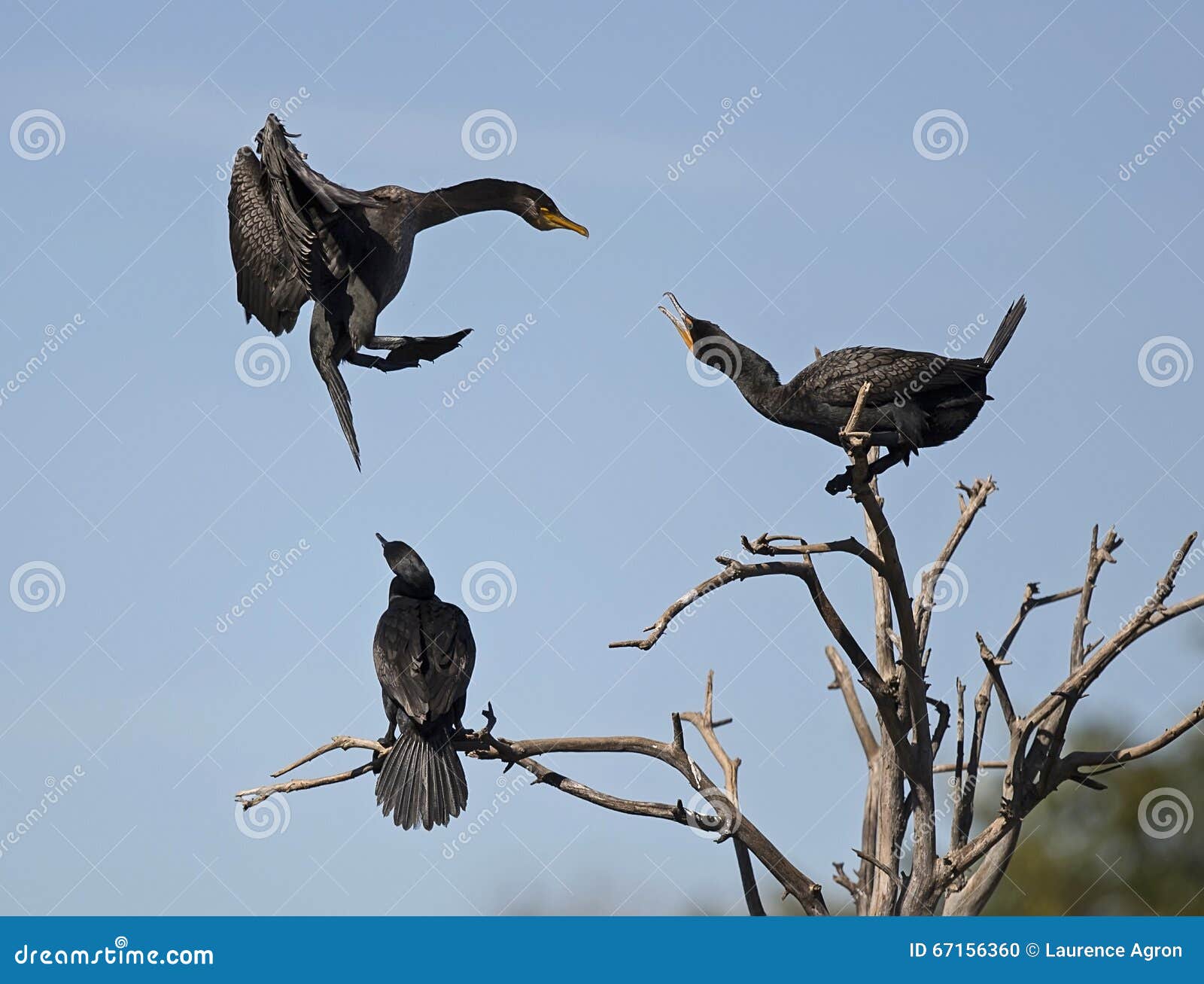 domestic dispute: why didn't you caw to say you'd be late?