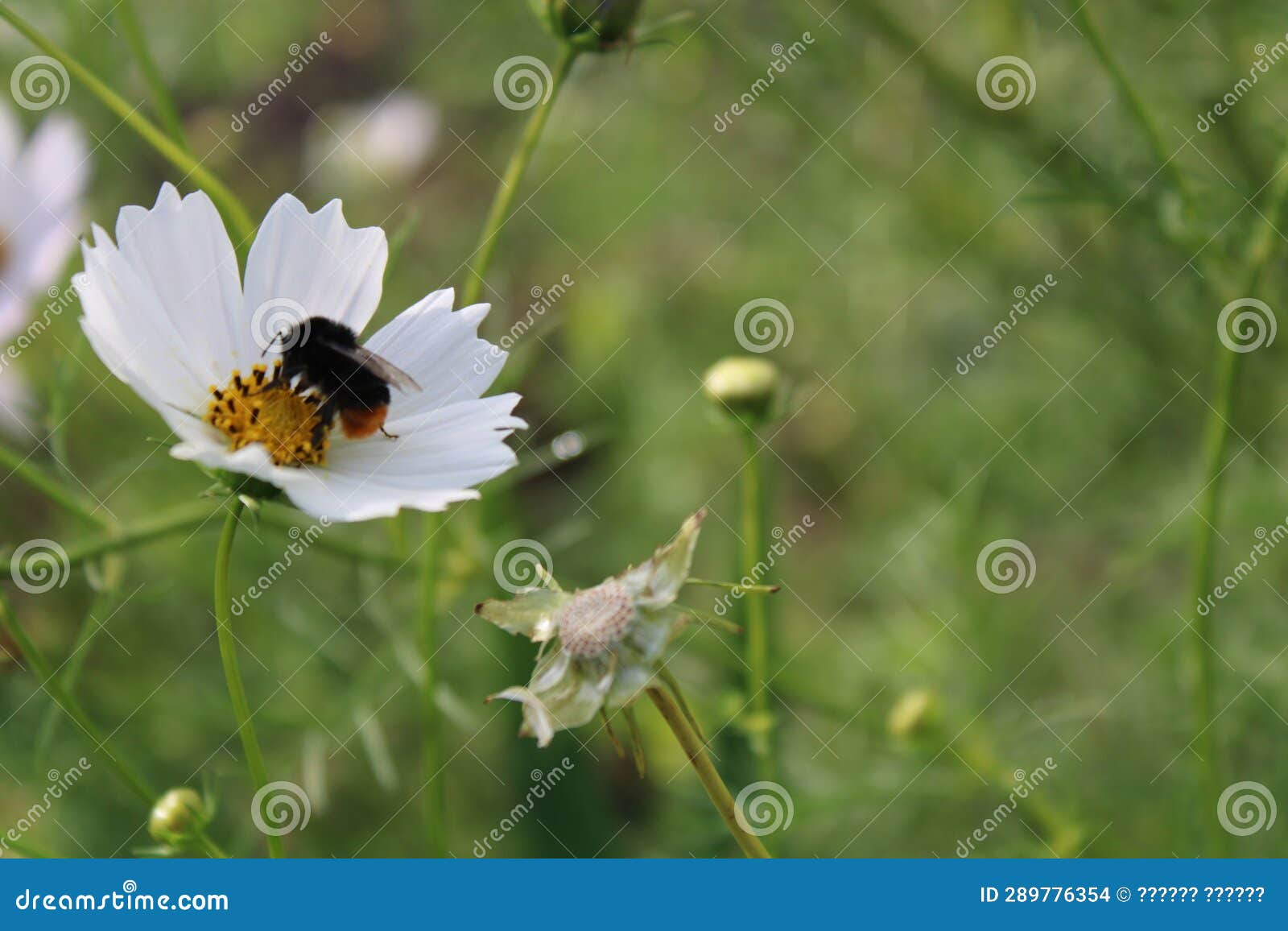 the bee soared into the clouds