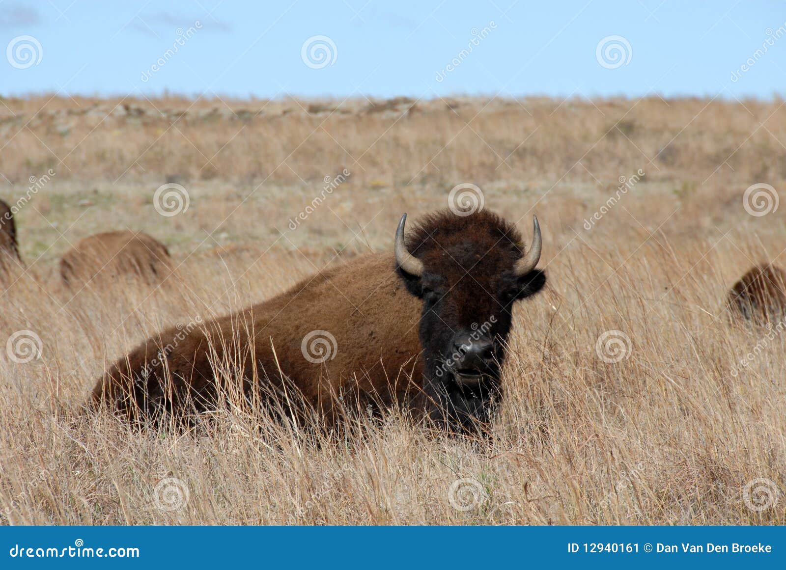 Wichita Mountains Bison stock image. Image of mountains 12940161