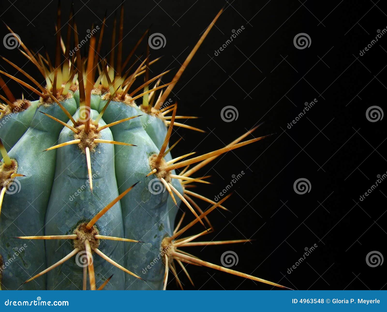 wicked cactus spines