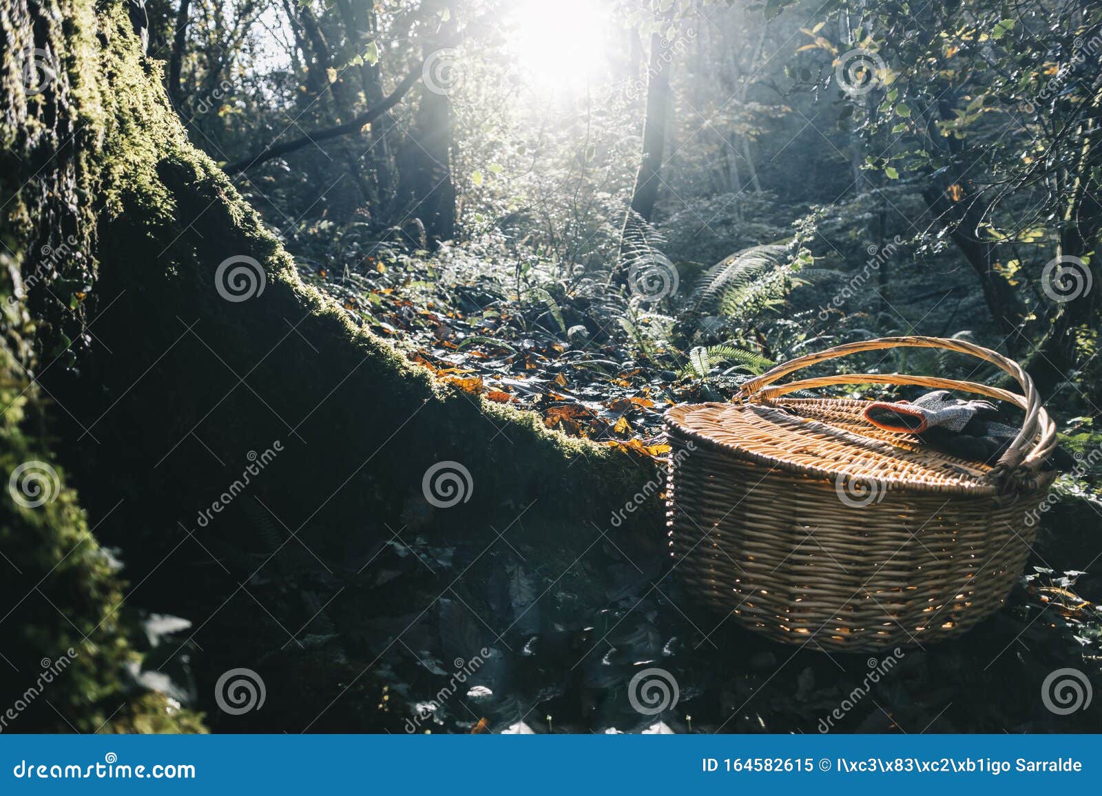 wicker basket and gloves from chestnut recollection in the forest with backlighting