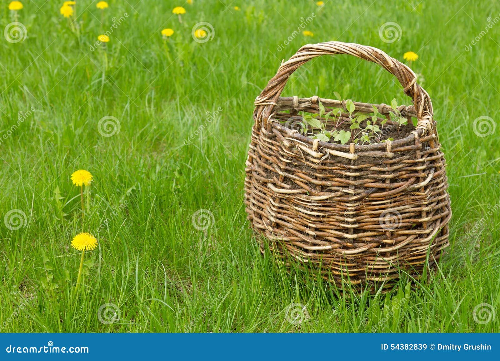 Wicker basket on the lawn stock image. Image of stems 54382839