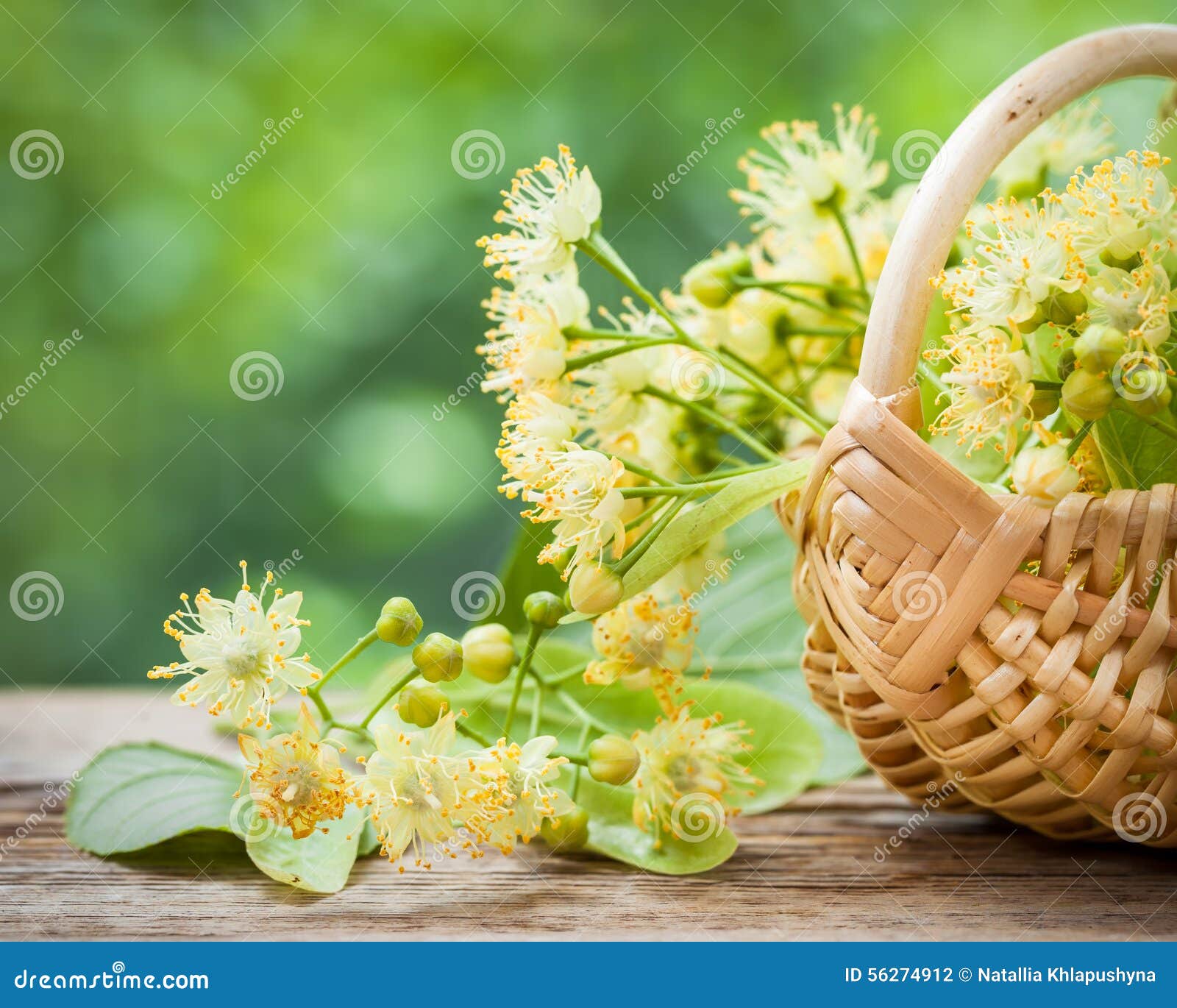 Wicker Basket with Lime Flowers. Stock Photo Image of medicinal