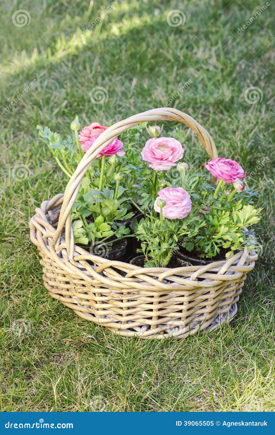 Wicker basket of pink persian buttercup flowers. Garden party decoration