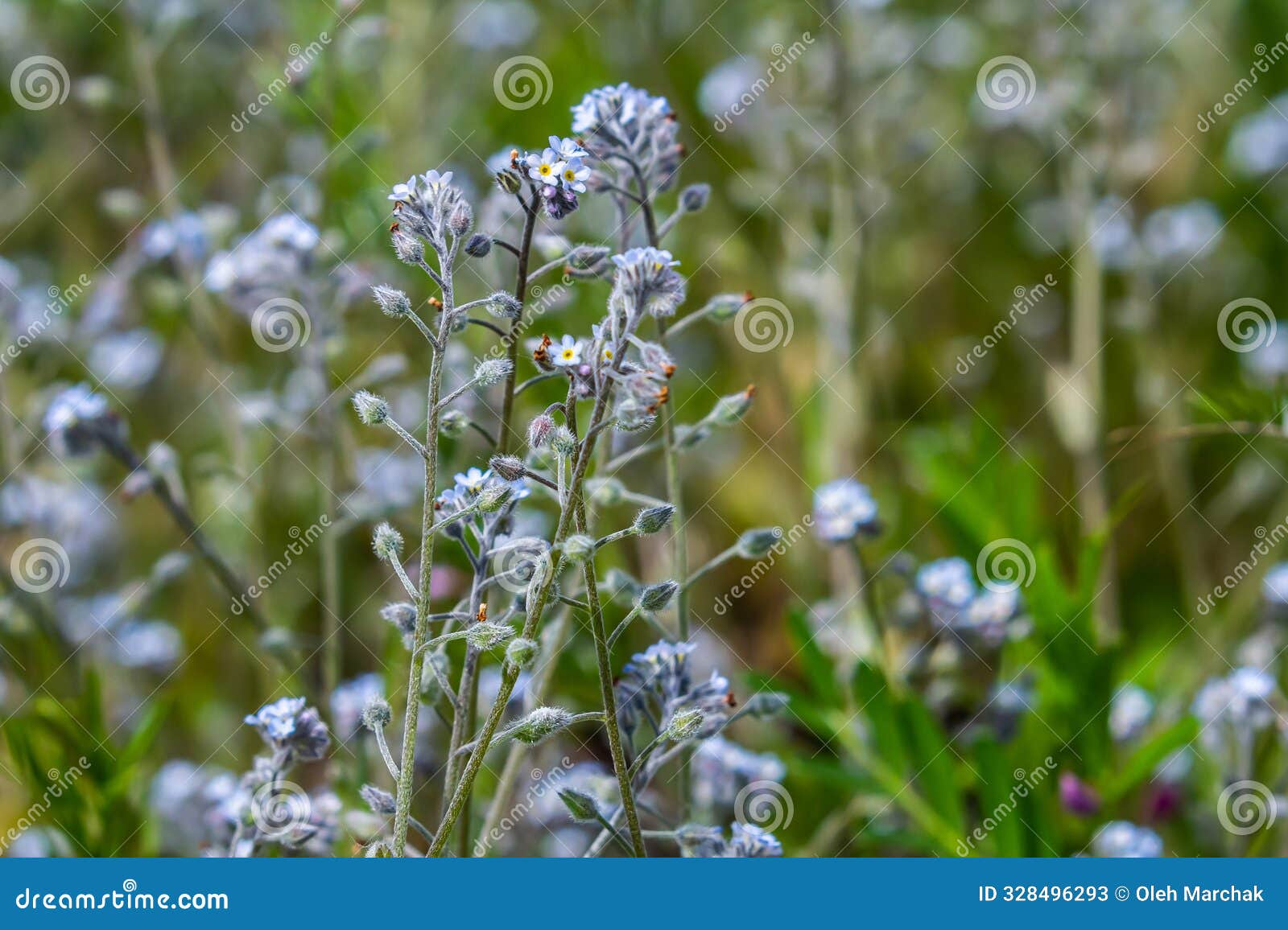 wide angle closeup on an aggregation of lightblue early forget-me-not, myosotis ramosissima an annual flowering herb