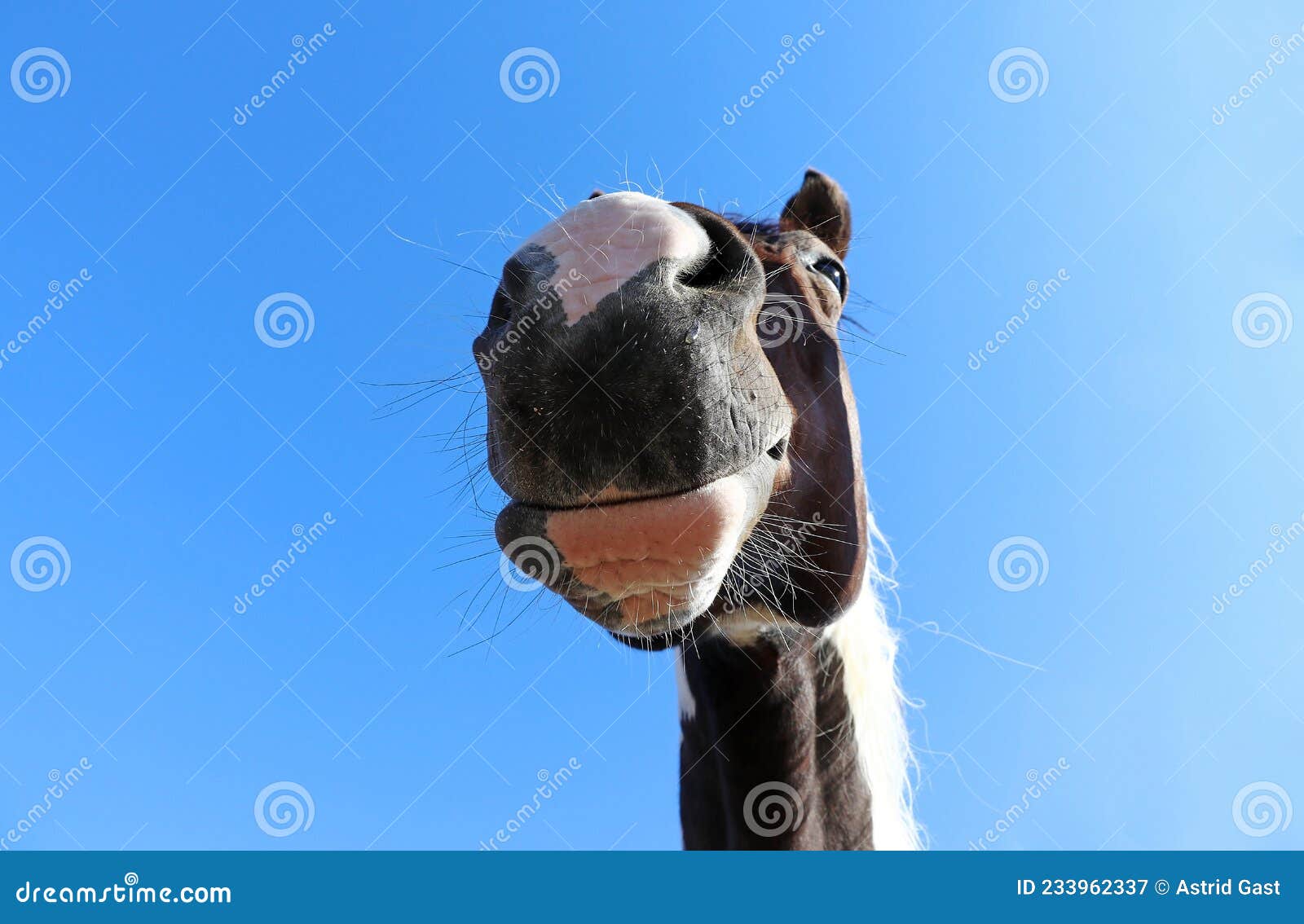 Wide Angle Shot of Horse Head from Below Stock Image Image of look