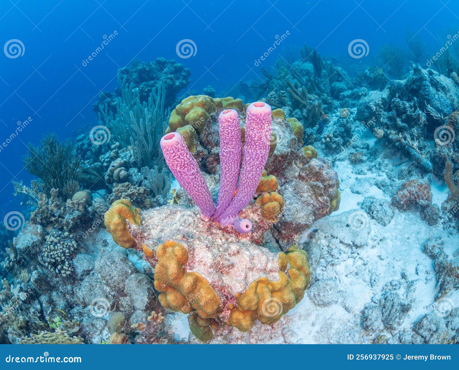 Purple Stove-pipe Sponge, Aplysina Archeri. Bonaire, Caribbean ...