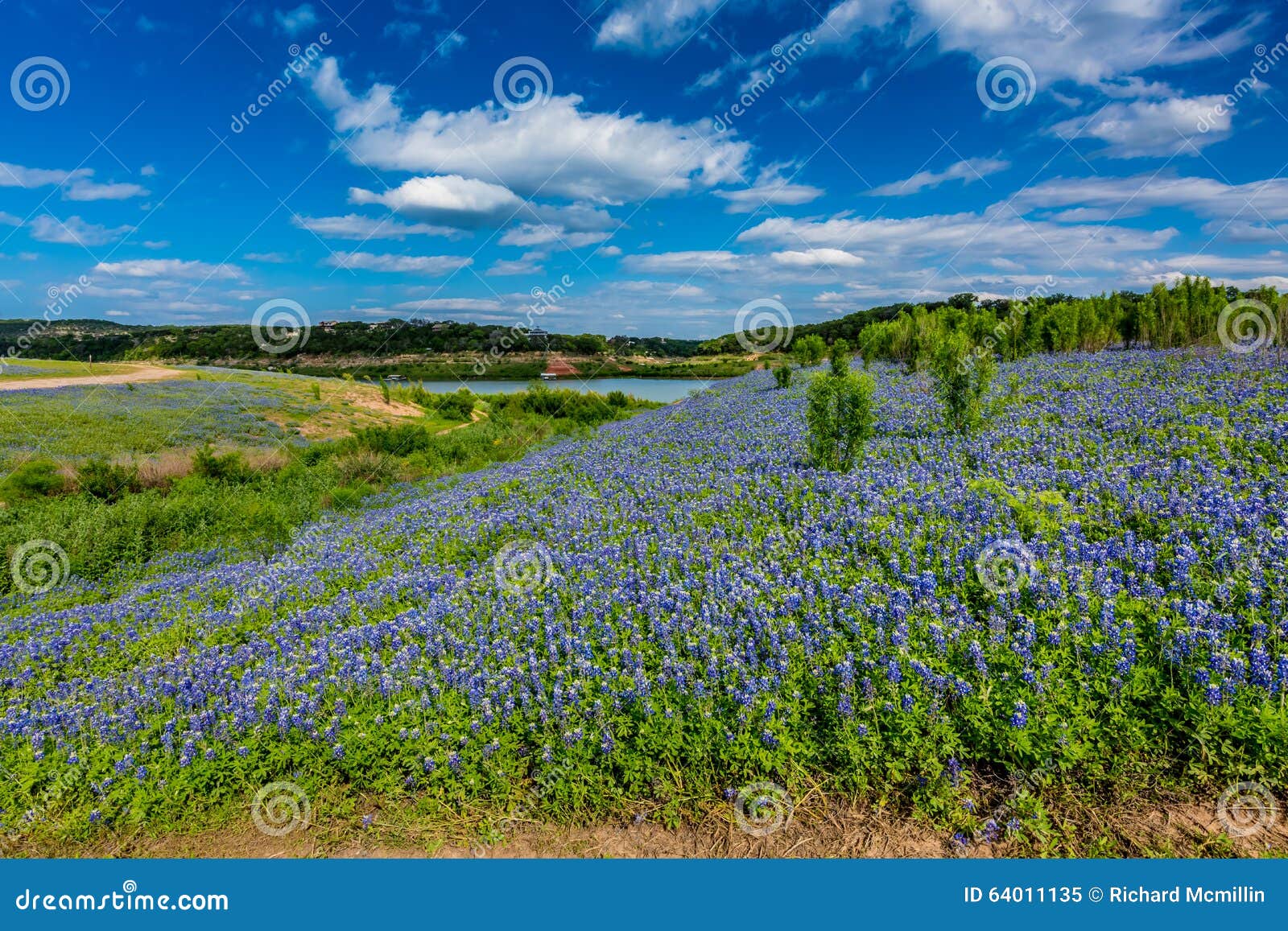 wide angle view of famous texas bluebonnet (lupinus texensis) wi
