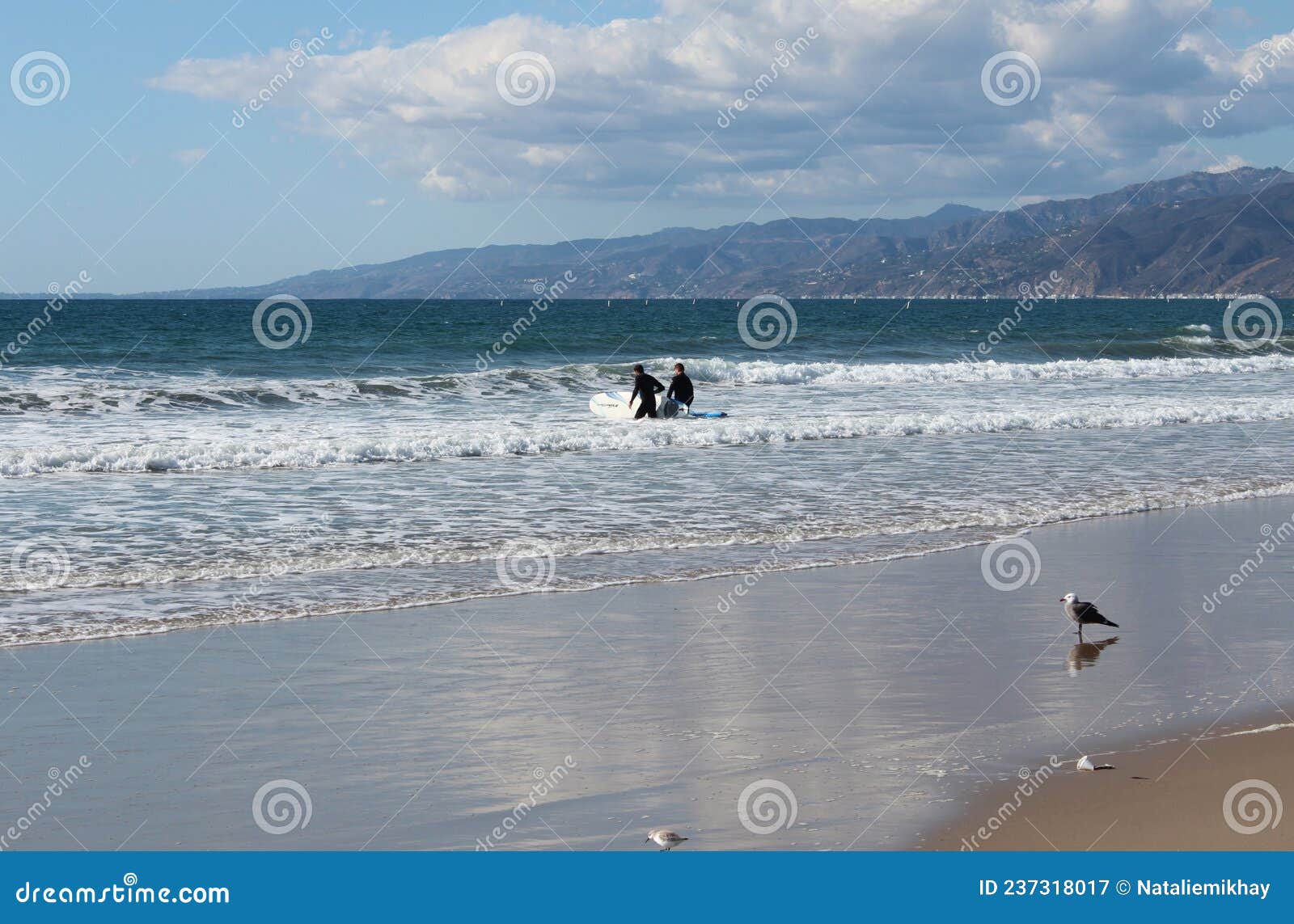 surfers and seagulls in pacific ocean, santa monica, los angeles , california, usa
