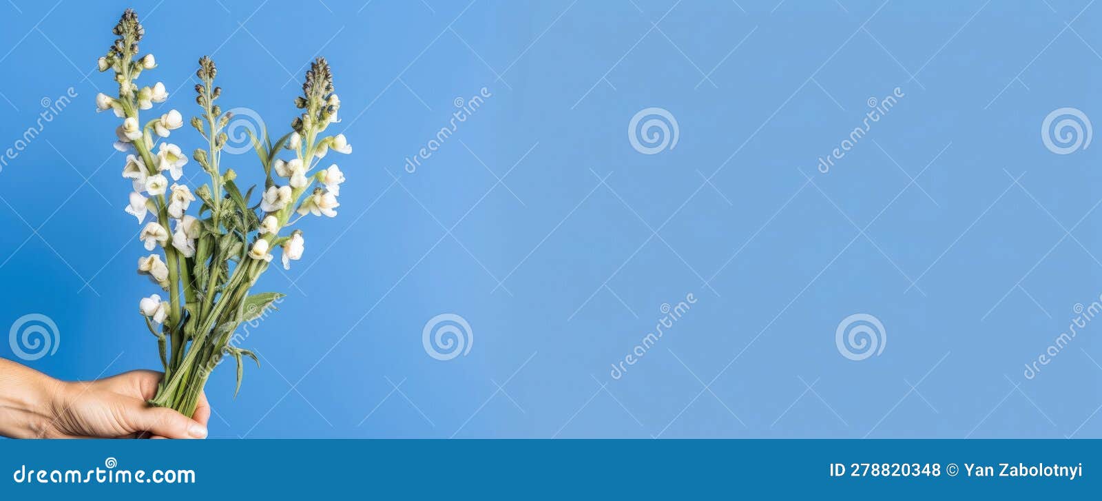 wide frame side full frame one snapdragon in hand with ribbon on blue background. generative ai