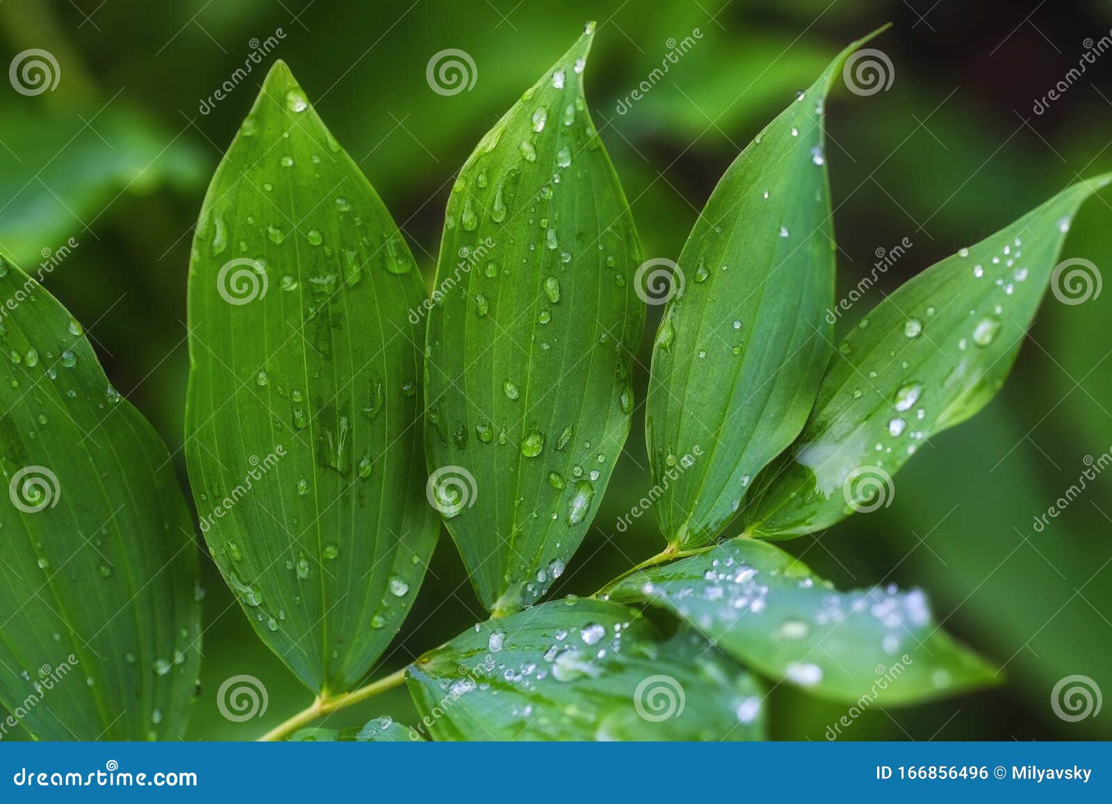 wide green leaf, plant after rain