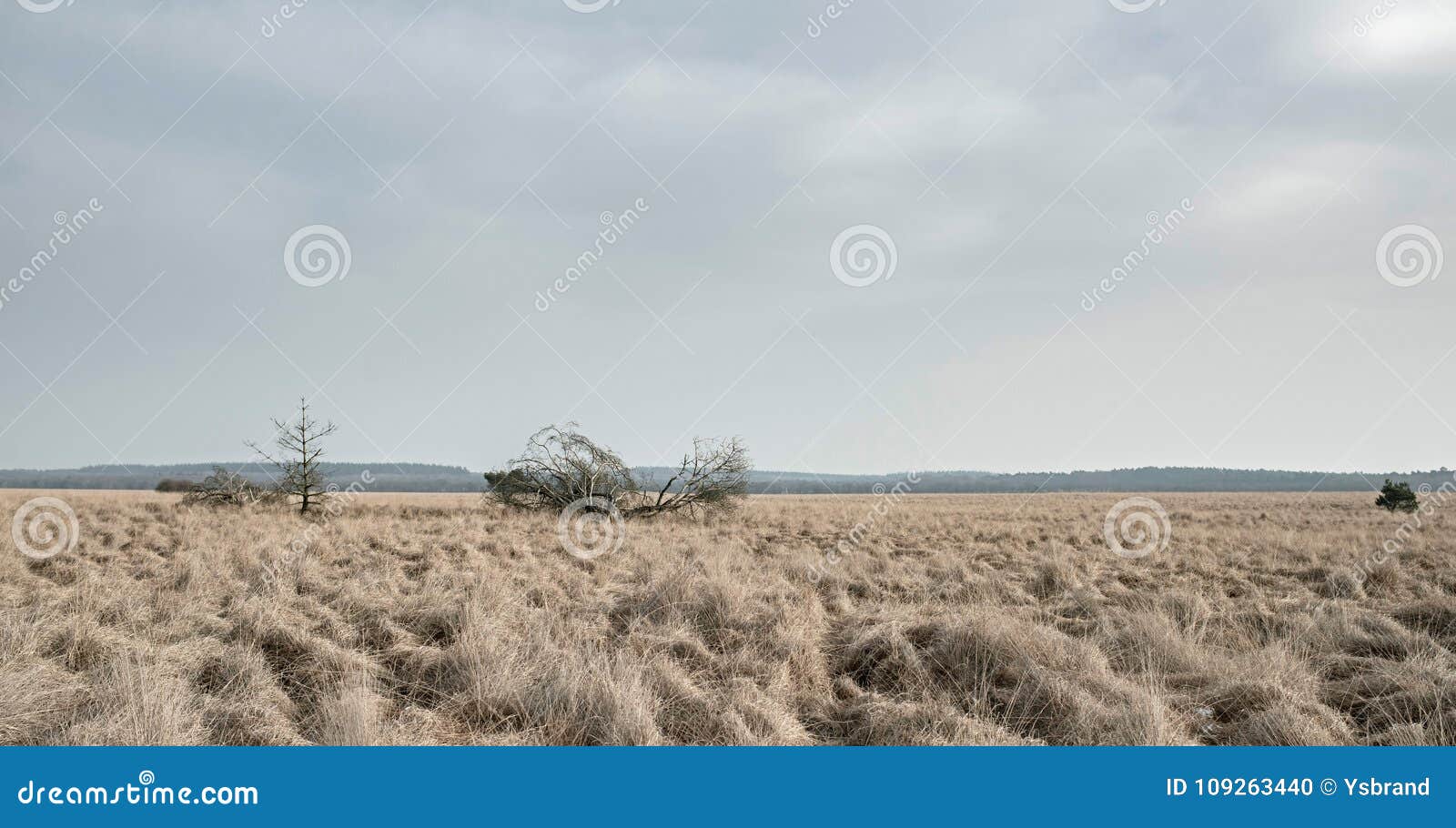 Wide Plain with High Yellow Grass and Dead Fallen Trees. Stock Photo
