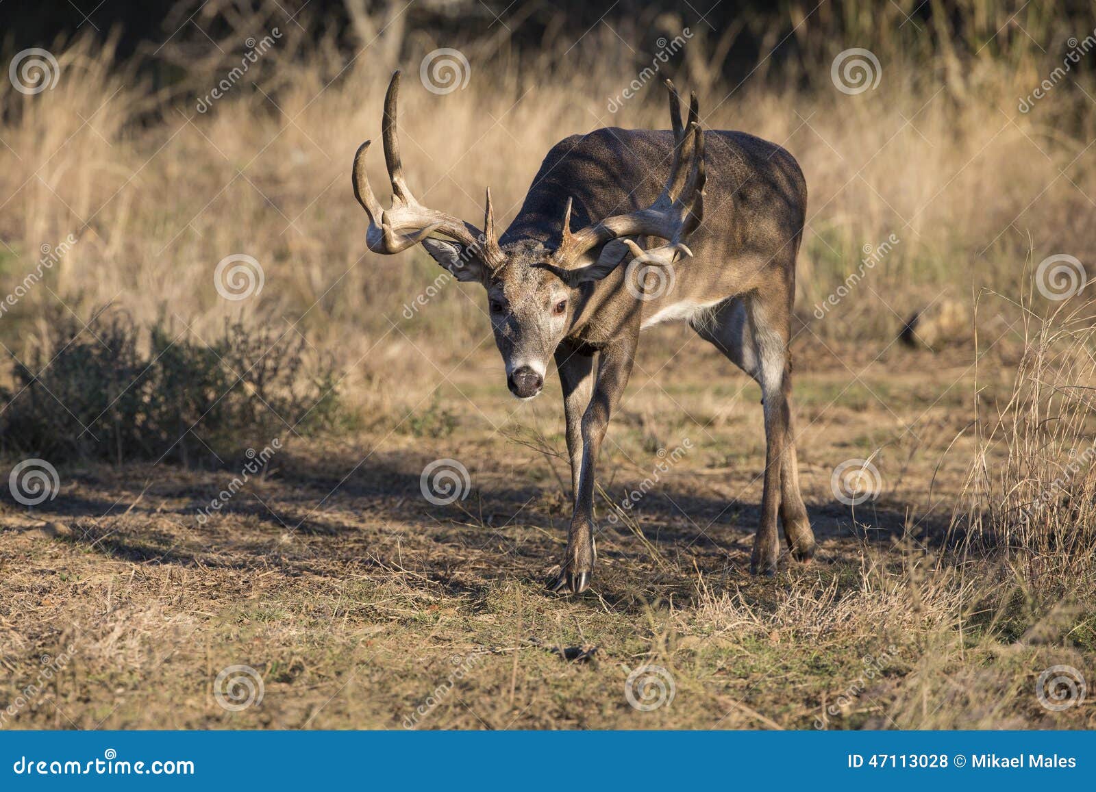 wide racked whitetail buck in trail of doe