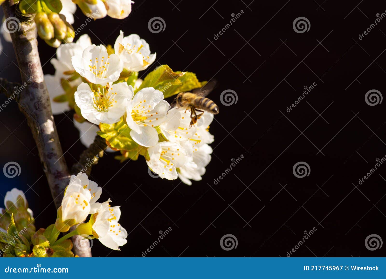 Save The Bees, Decline In Bees Due To Habitat Destruction, Pollution