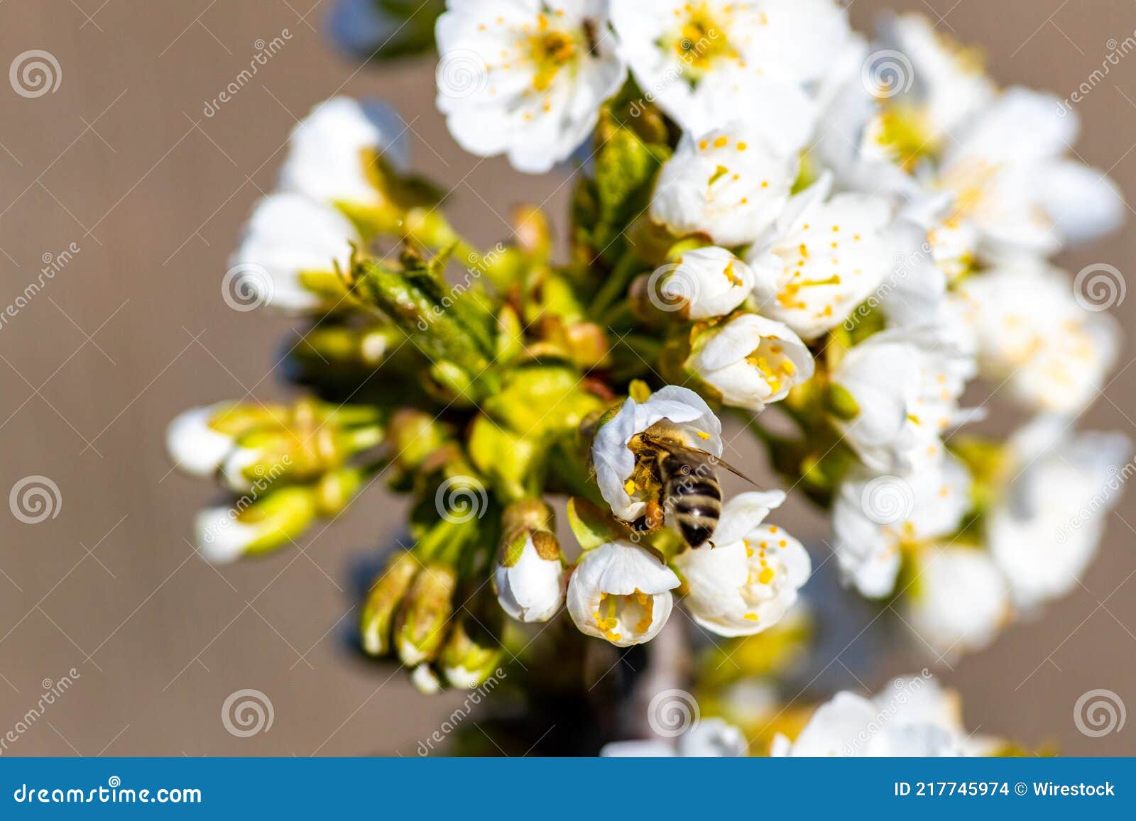 Save The Bees, Decline In Bees Due To Habitat Destruction, Pollution