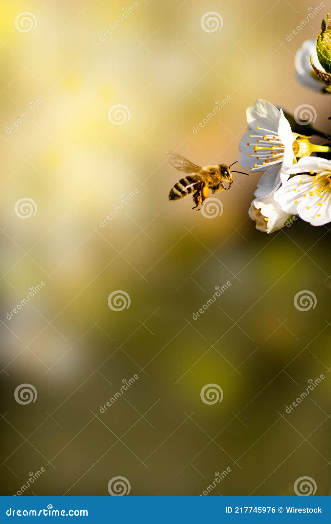 Save The Bees, Decline In Bees Due To Habitat Destruction, Pollution