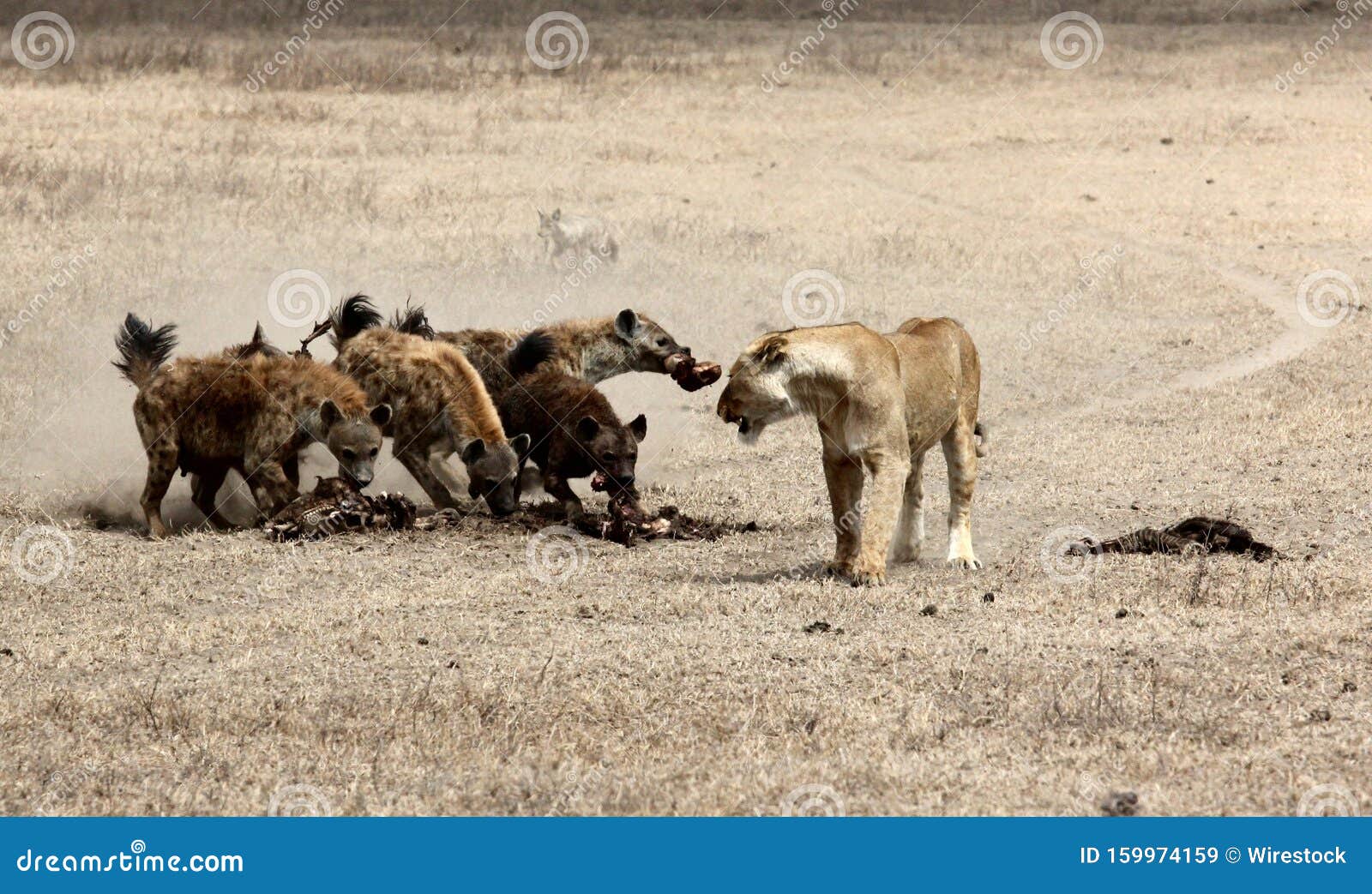 wide shot of a lion and hyenas in a field