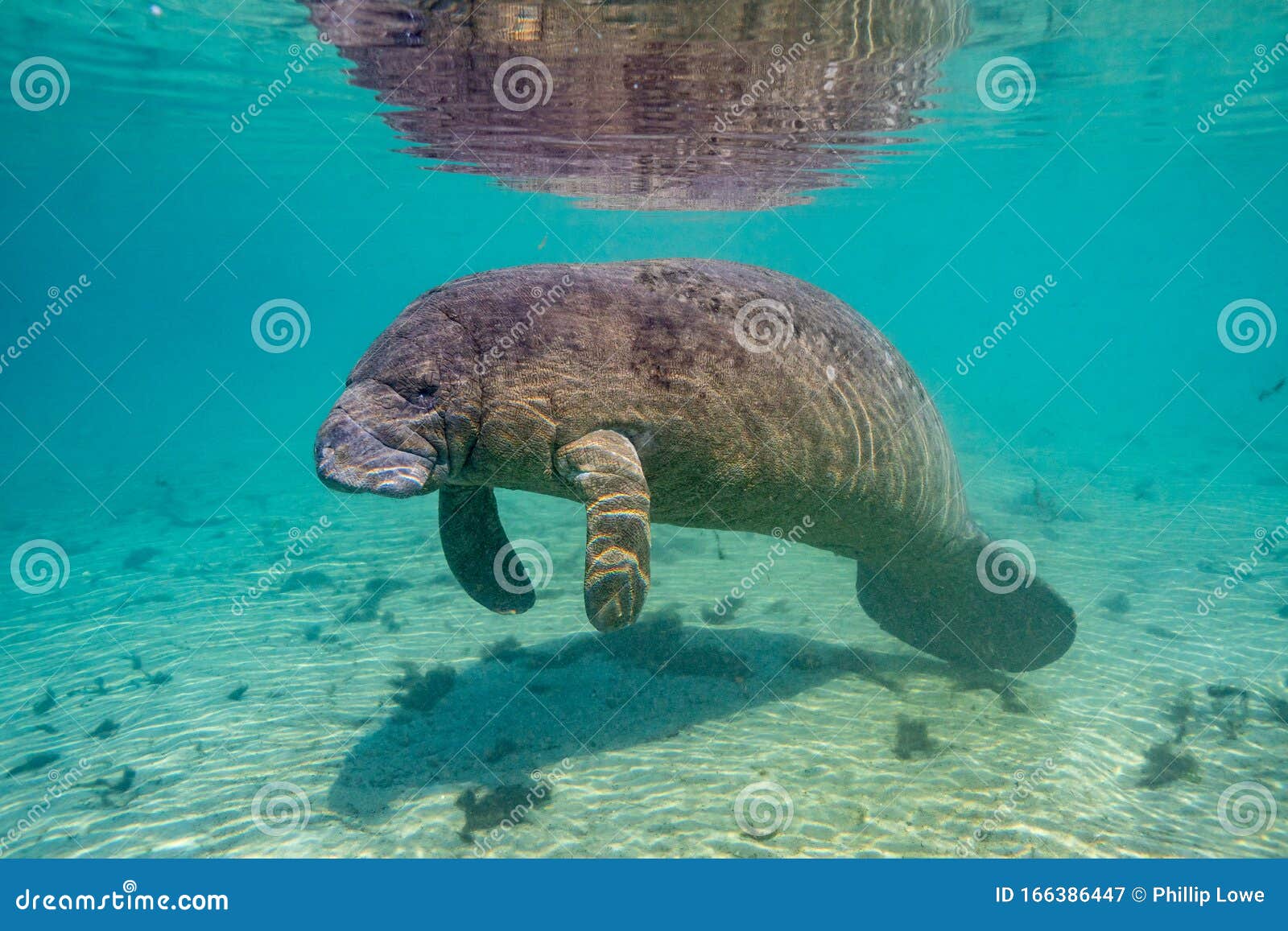 wide shot of a west indian manatee in a warm, florida spring