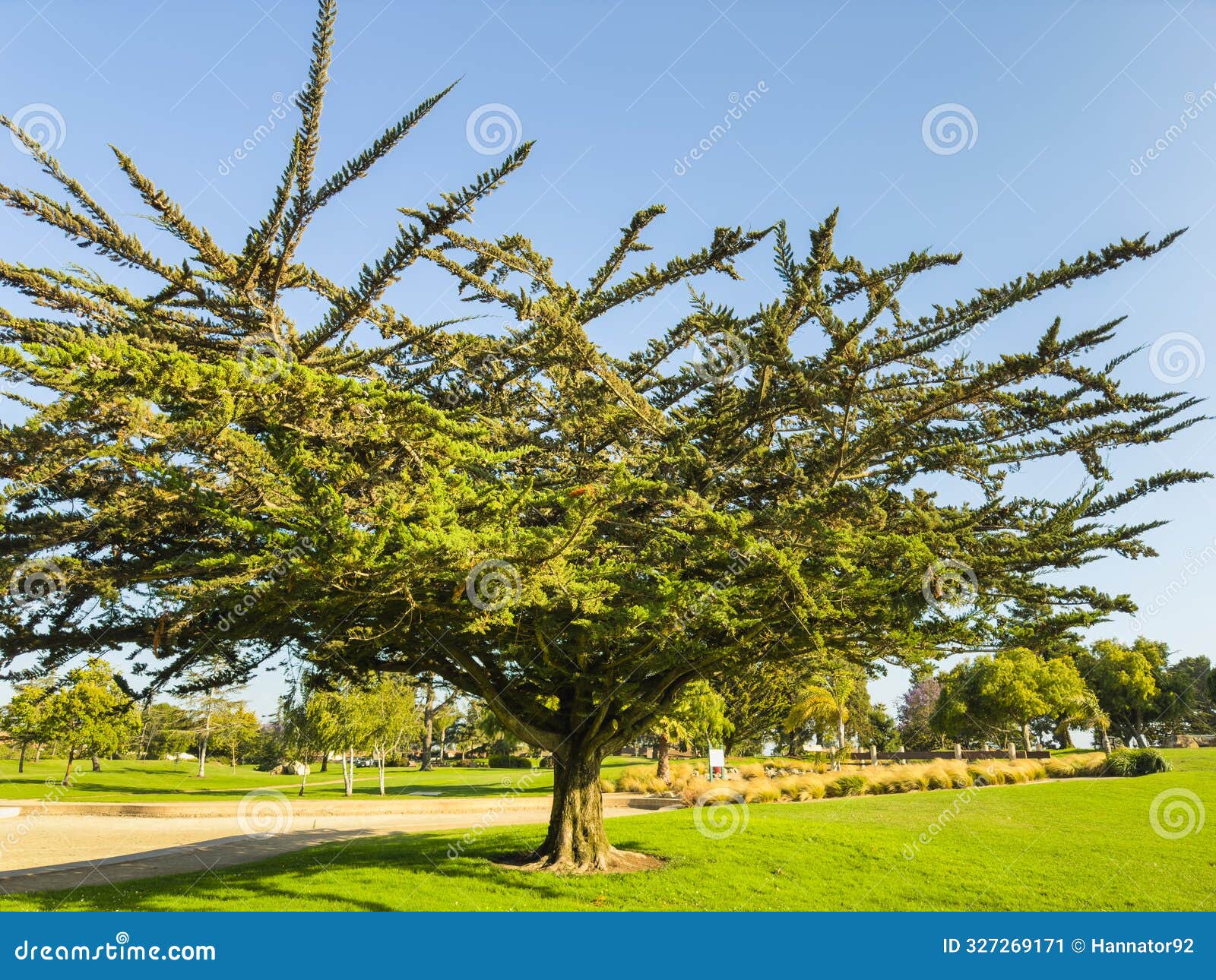 wide-spreading monterey cypress tree stands in a lush green park