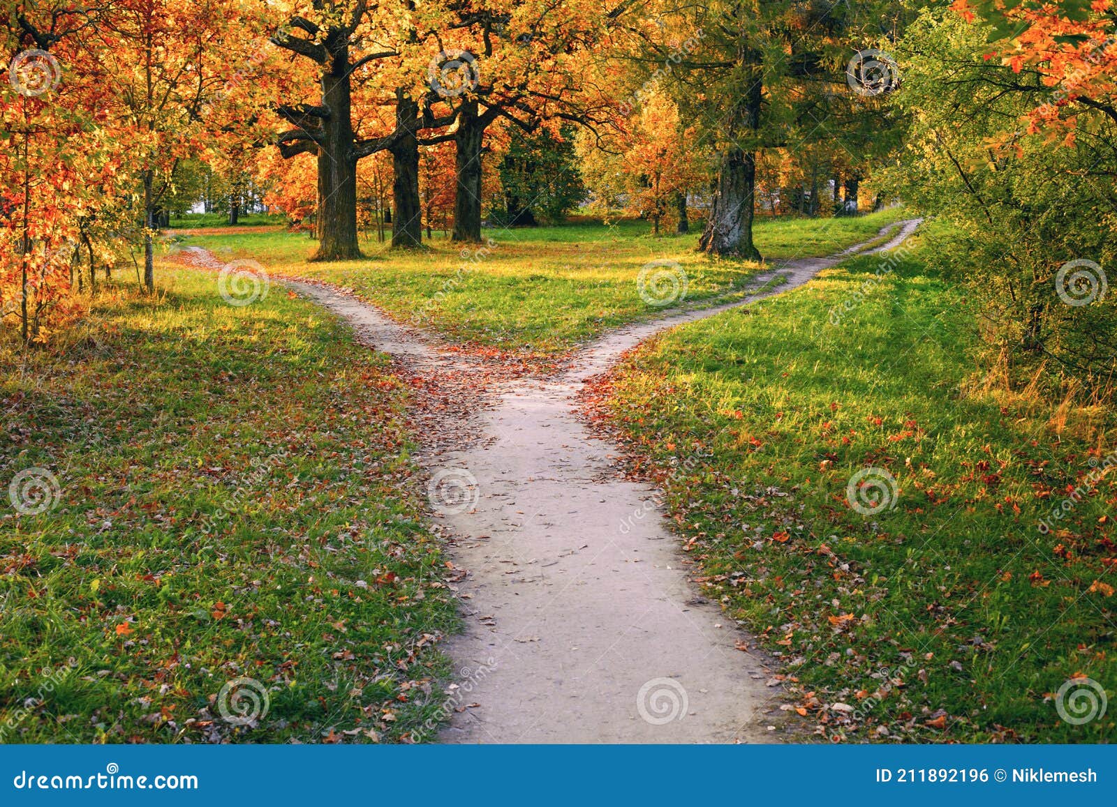 a wide trail strewn with fallen autumn foliage is divided into two paths that diverge in different directions. autumn landscape
