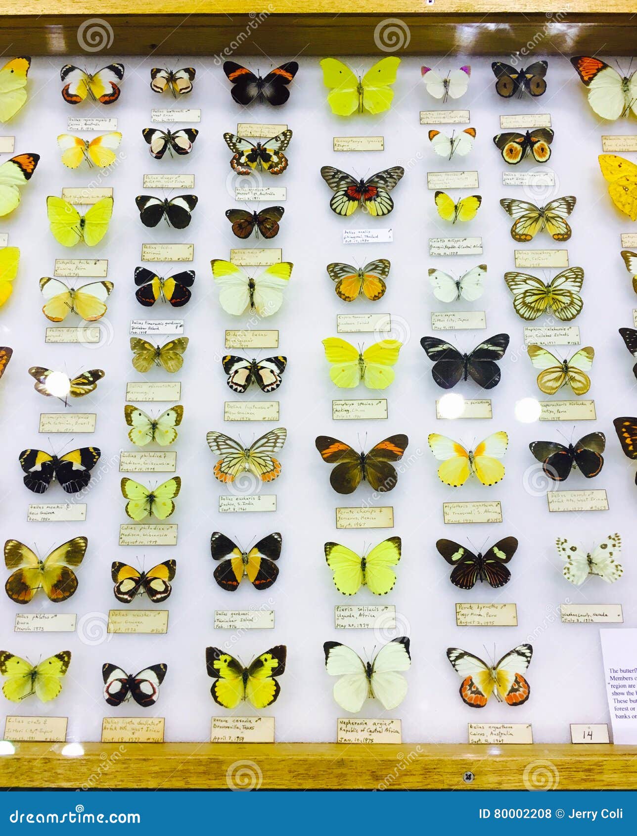 Wide Variety of Butterflies in Display Case. Editorial Stock Photo