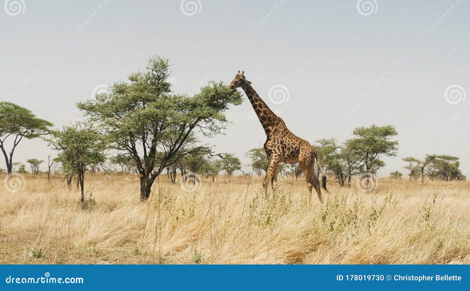 Wide View of a Giraffe Feeding on an Acacia Tree in Serengeti Stock