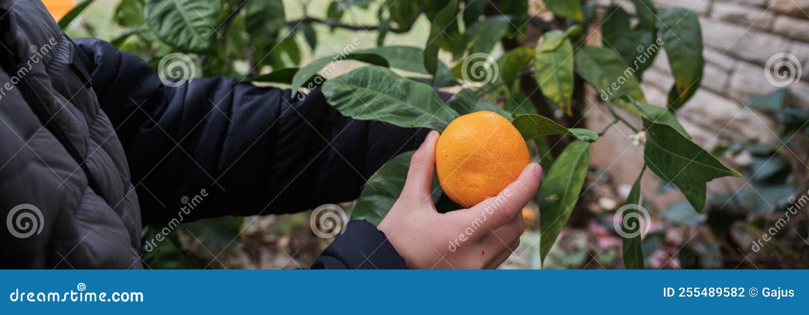 Child Picking a Ripe Mandarin Citrus Fruit from a Tree Growing in