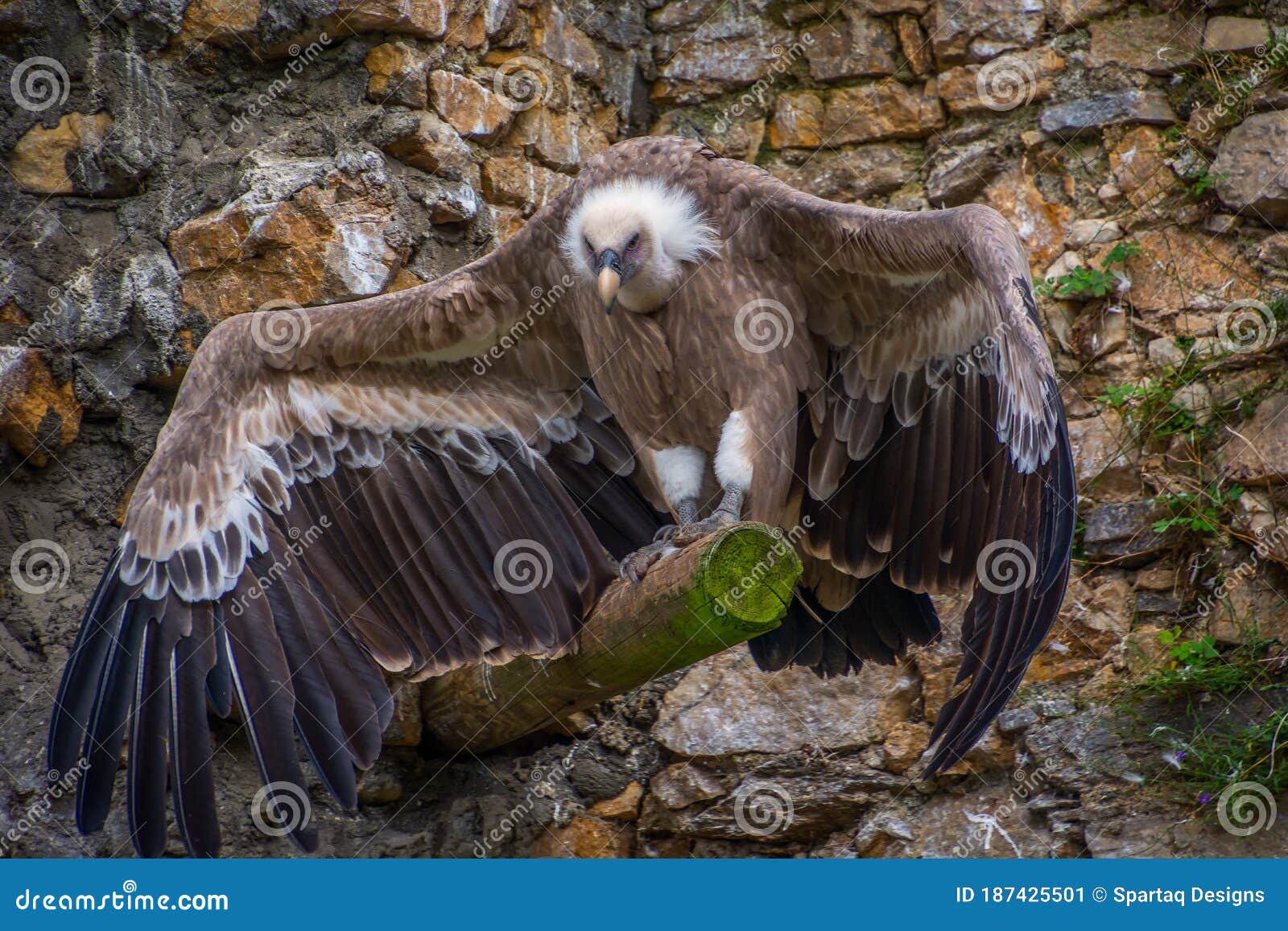 vulture wingspan vulture wingspan