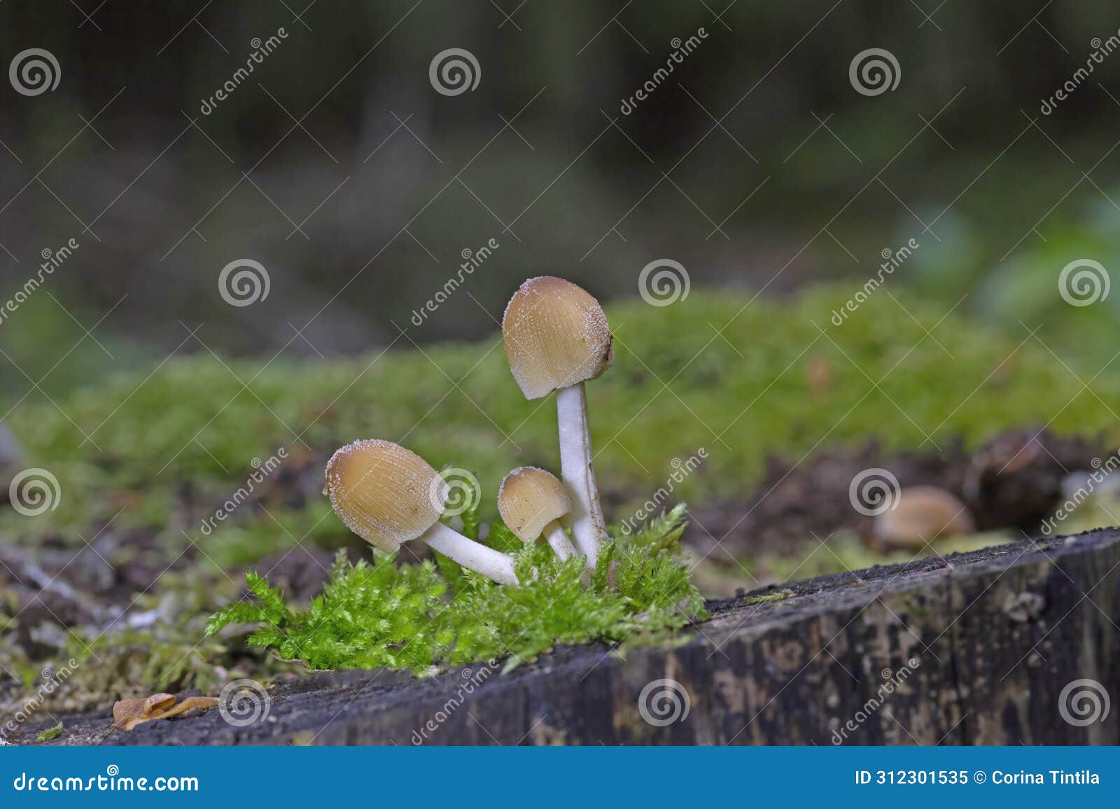 for many authors coprinopsis atramentaria is the 