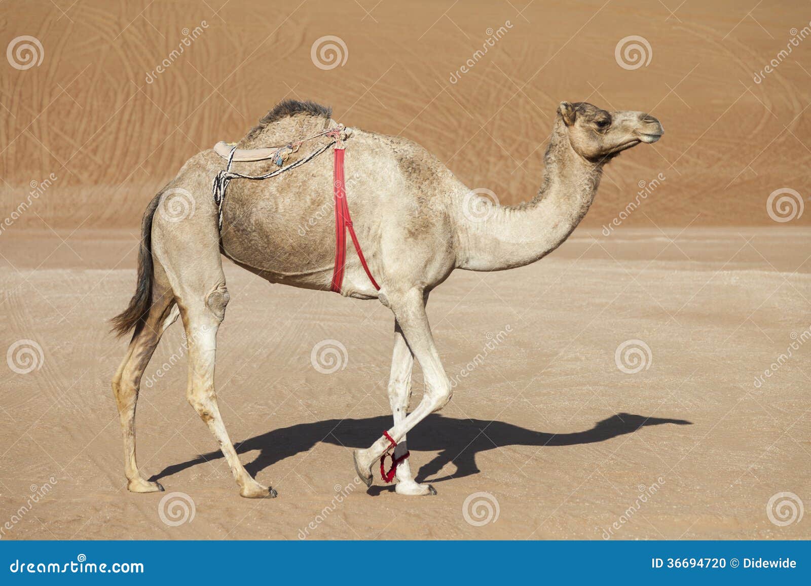 Wielbłąd w pustyni Oman. Chodzący wielbłąd w piasku pustynna fotografia brać dalej: listopad 04th, 2013