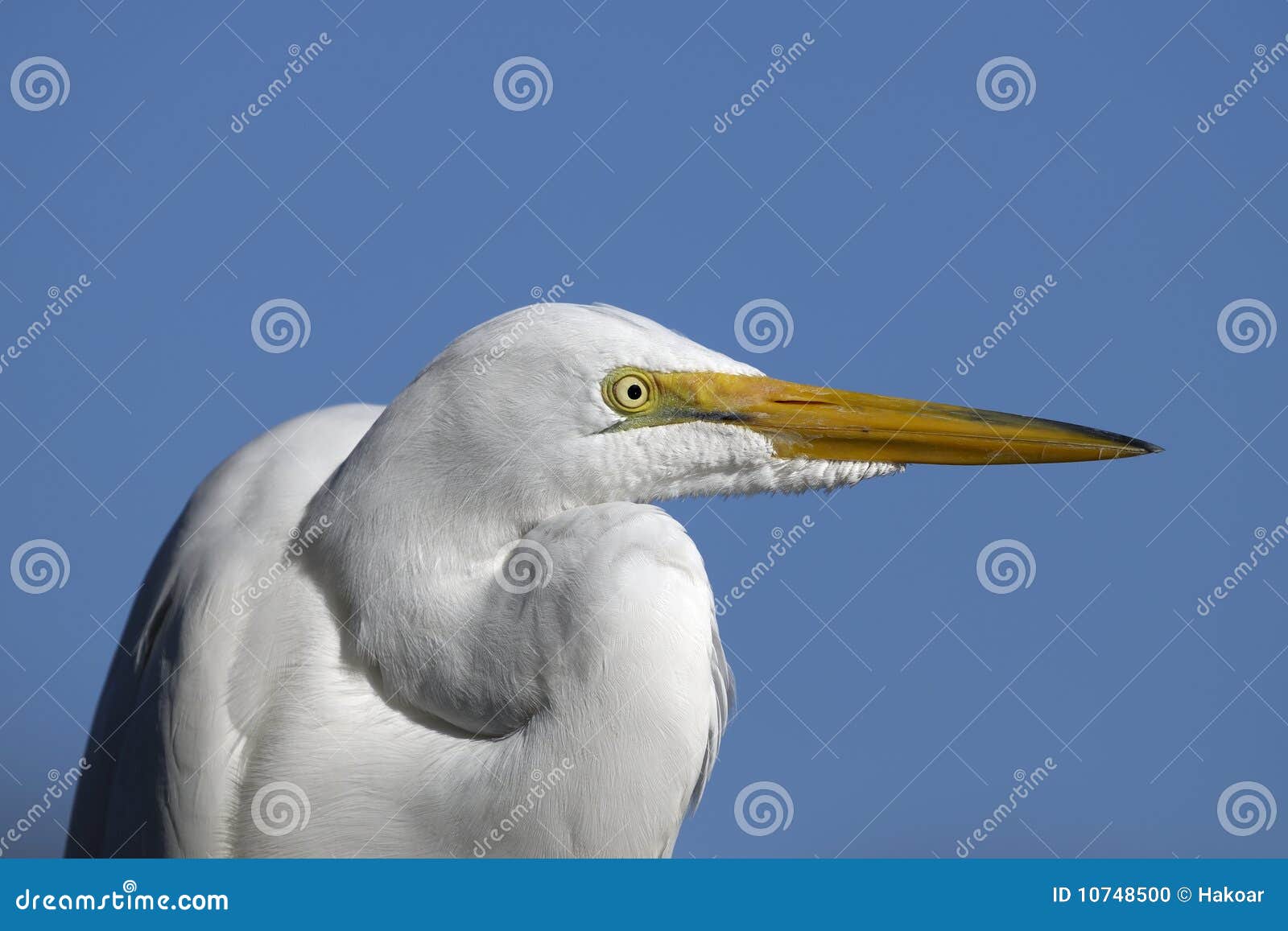 Wielki ardea Alba egret. Alba ardea zbliżenia egret wielki portret