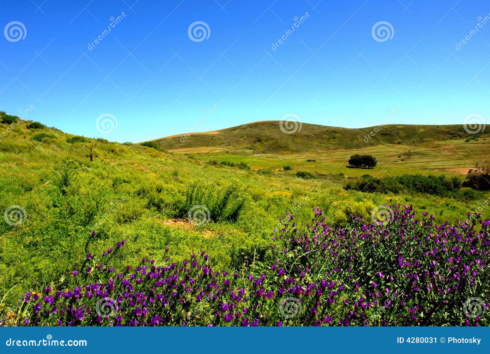 Wiese mit violetten Blumen in den Bergen. Geschossen im Kasteelberg Gebirgsnaturreservat, nahe Riebeek, westlicher Umhang, Südafrika.