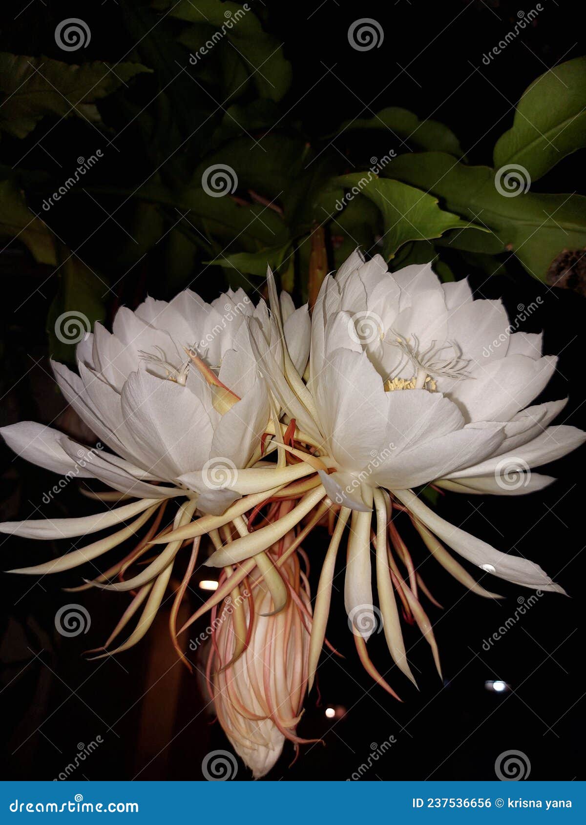 Wijaya kusuma flowers stock photo. Image of kusuma, wijaya 237536656