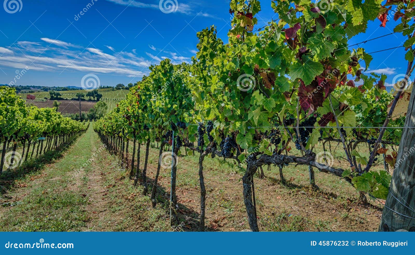 Wijngaarden van binnenuit, Montefalco - Umbrië - Italië. Gedetailleerde mening van één van de de wijnwijngaarden van honderdensagrantino in Montefalco - Umbrië - Italië