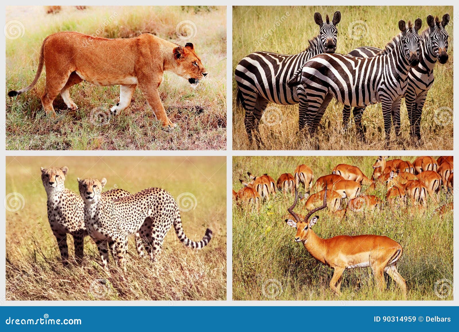 889 Wild Animals Collage Stock Photos - Free & Royalty-Free Stock Photos from Dreamstime 889 Wild Animals Collage Stock Photos - Free & Royalty-Free Stock Photos from Dreamstime