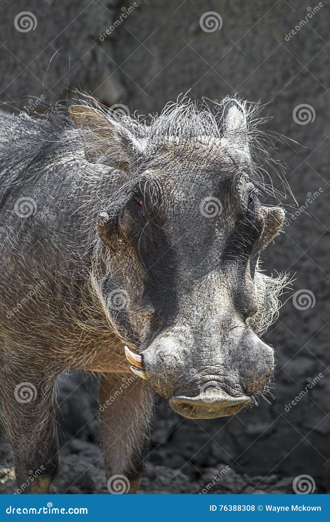 Wild African boar,hog stock photo. Image of ferus, attack 76388308