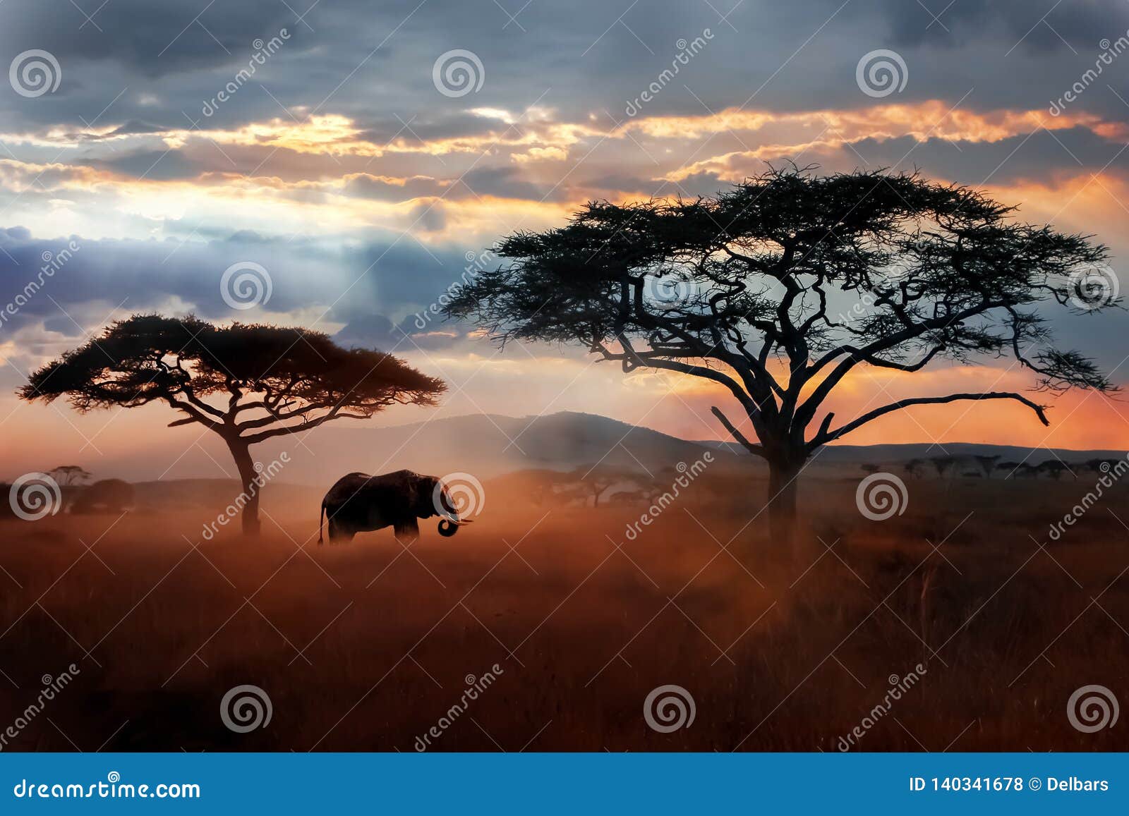 wild african elephant in the savannah. serengeti national park. wildlife of tanzania.