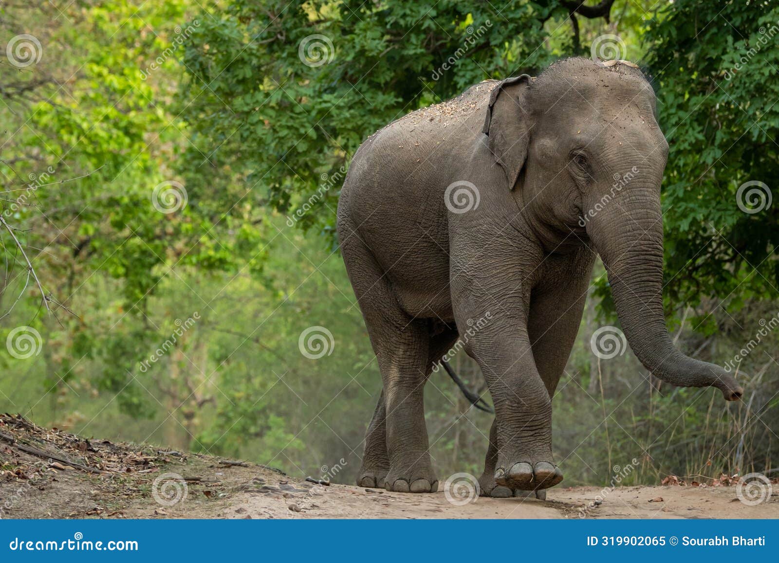 wild aggressive asian elephant or elephas maximus indicus roadblock walking head on in summer season and natural green scenic