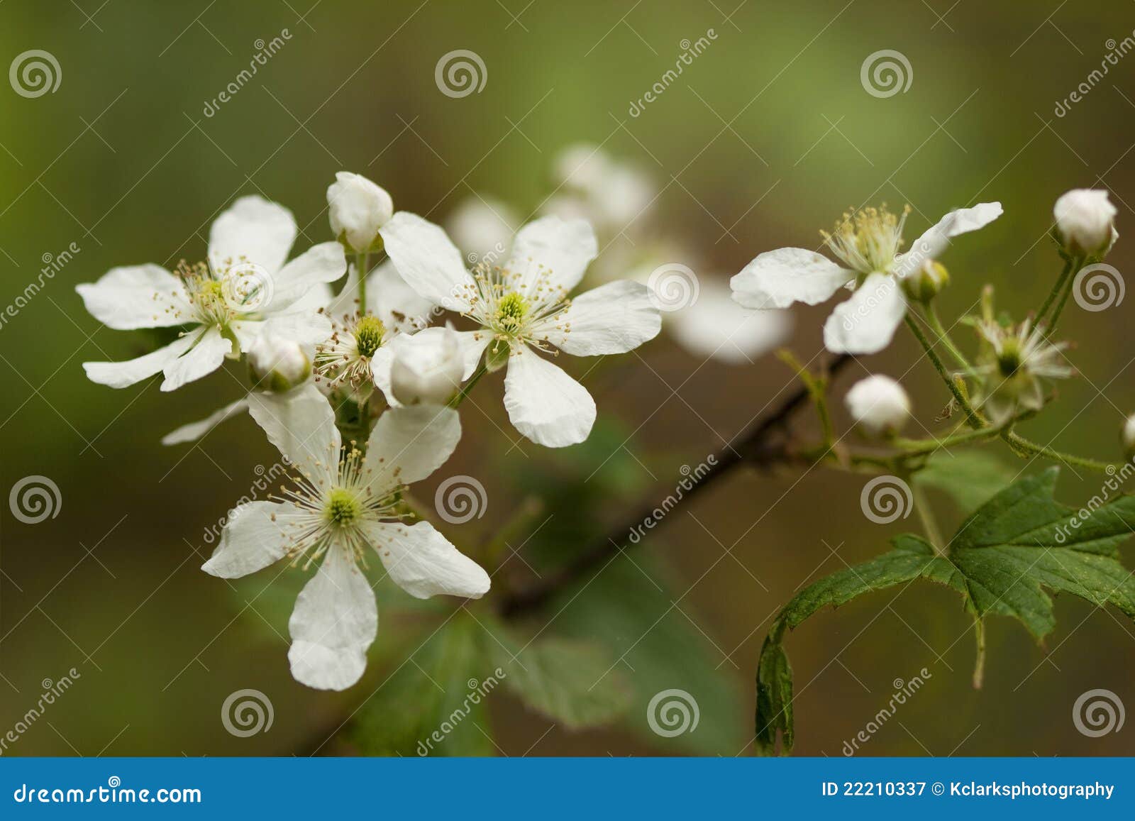 Wild Alabama Blackberry Blossoms Stock Image Image of blackberry
