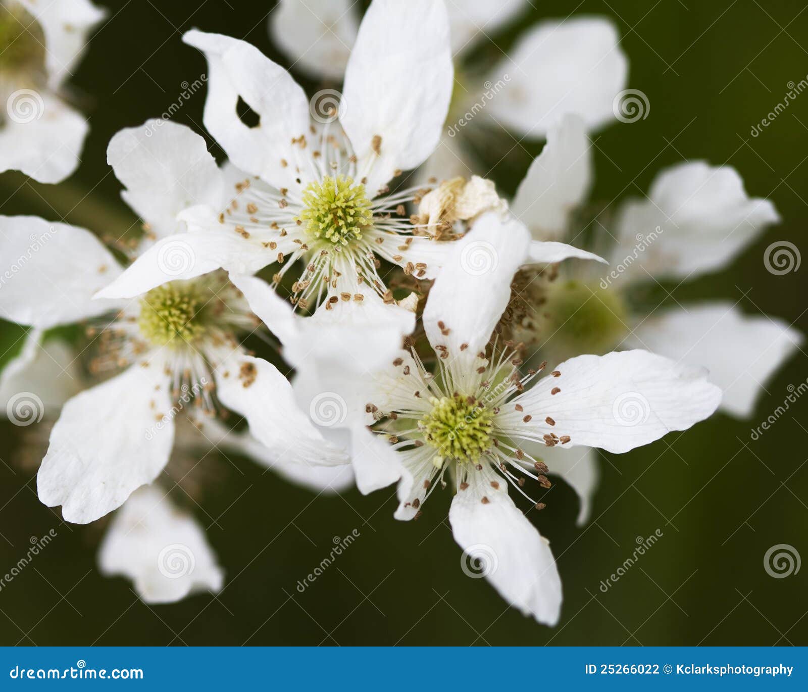 Wild Alabama Blackberry Flowers Stock Photography - Image ...