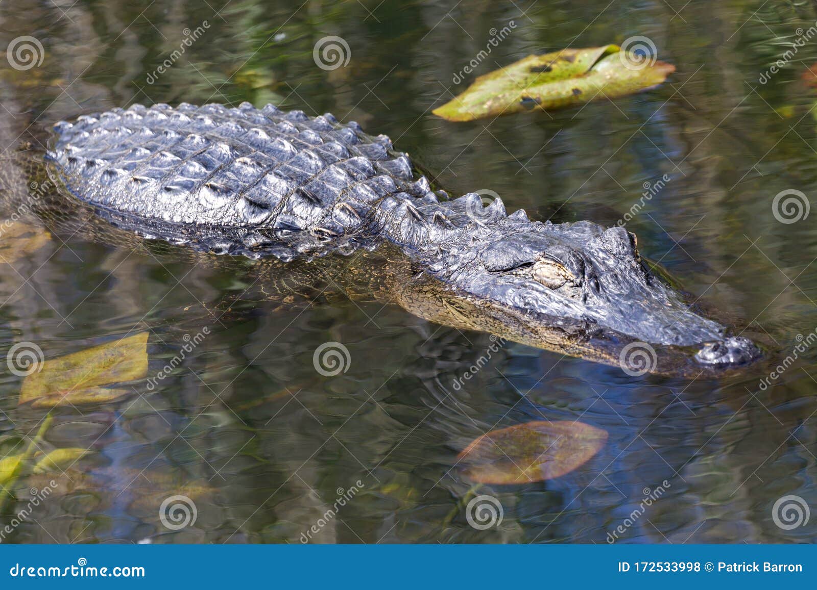 download national alligator rar