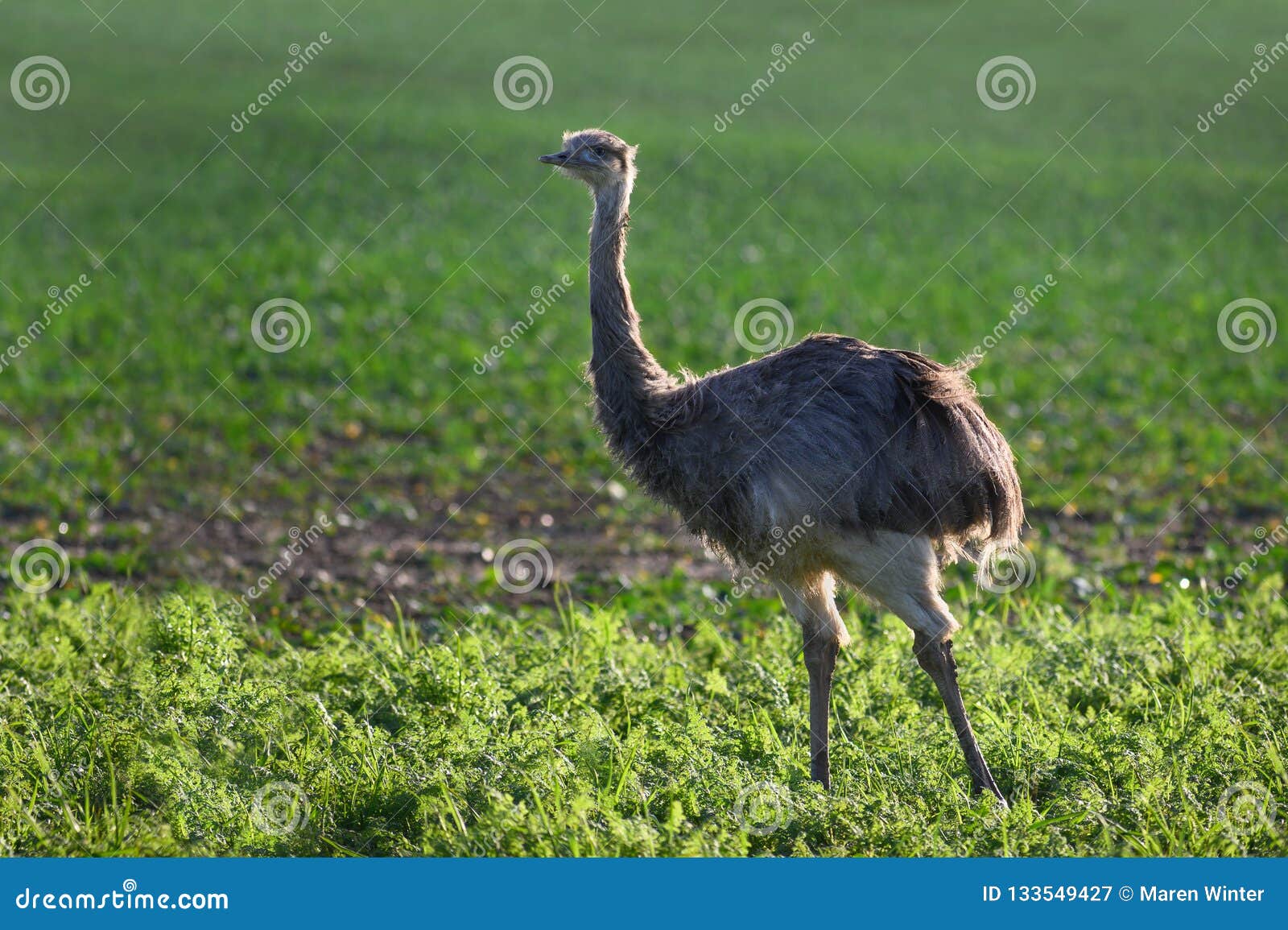 wild american greater rhea or nandu rhea americana on a field