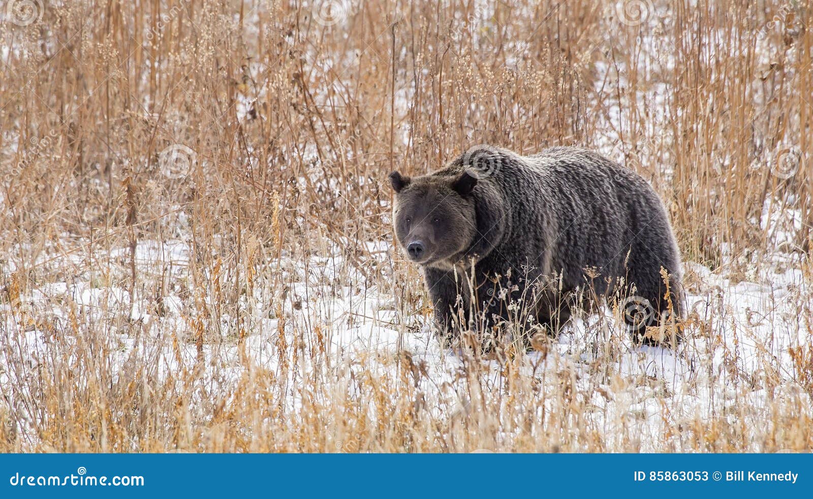 wild american grizzly bear ursus arctos