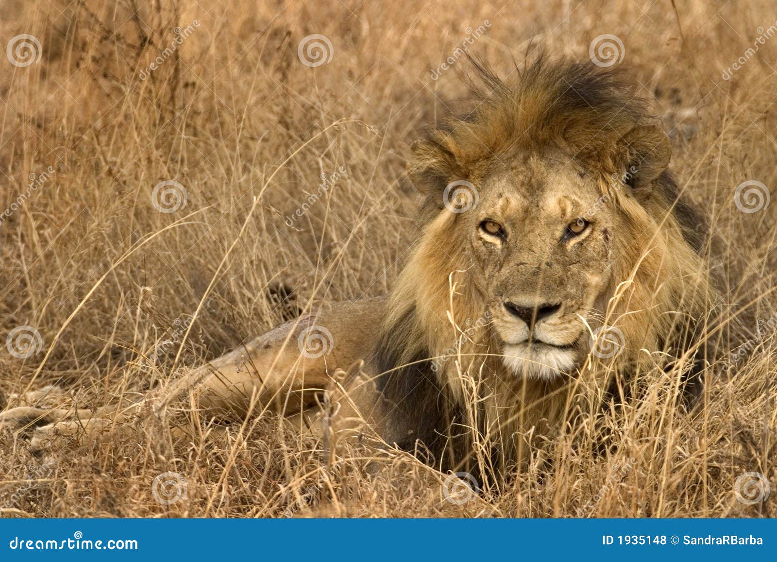 Wild Animal in Africa, Serengeti National Park Stock Photo - Image of tanzania, adventure: 1935148 Wild Animal in Africa, Serengeti National Park Stock Photo - Image of tanzania, adventure: 1935148