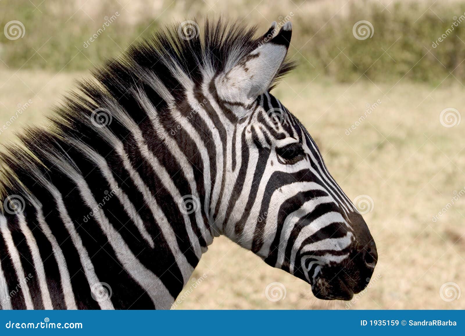 Wild Animal in Africa, Serengeti National Park Stock Image - Image of adventure, animal: 1935159 Wild Animal in Africa, Serengeti National Park Stock Image - Image of adventure, animal: 1935159